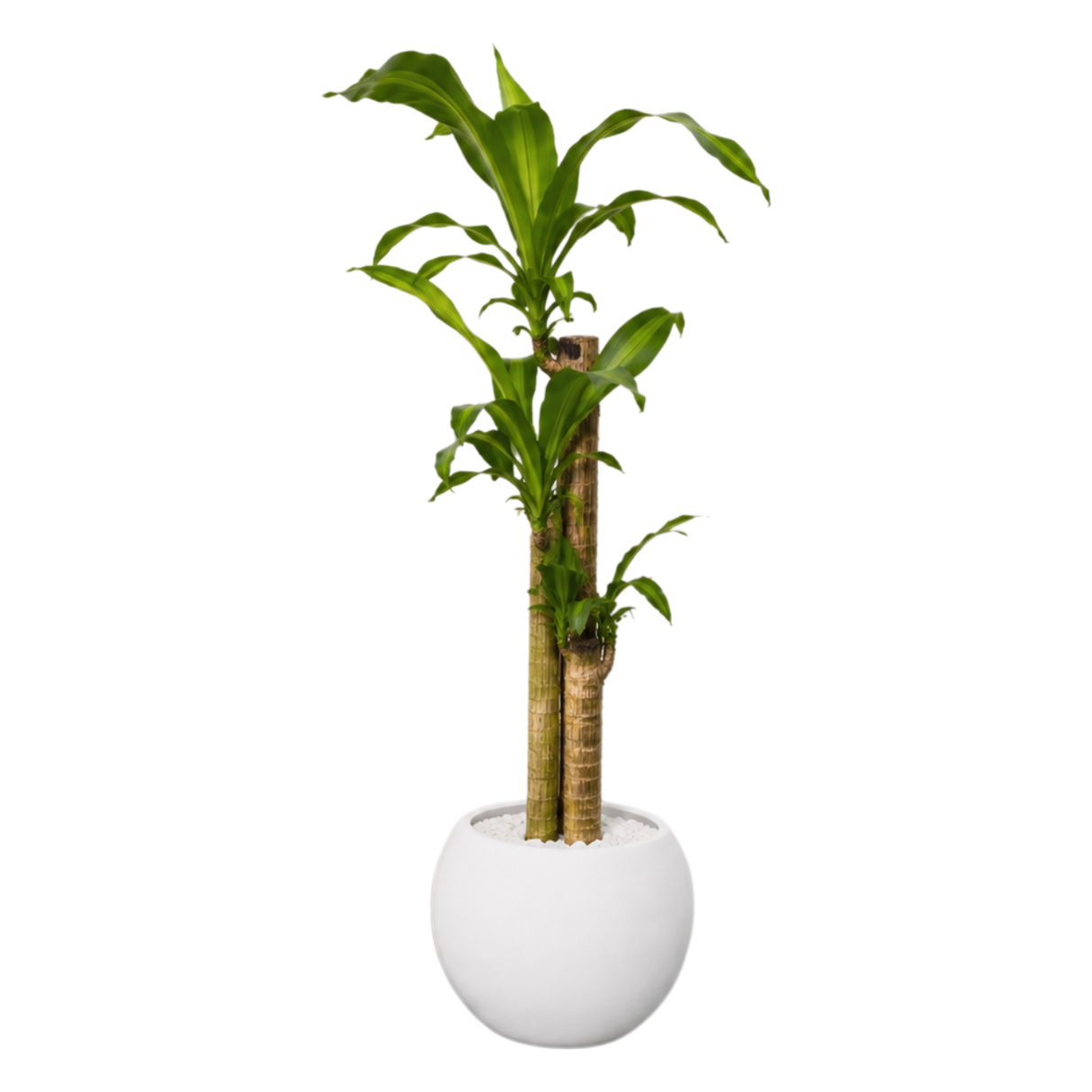 Dracaena Fragrans (Iron Tree) in Ceramic Pot (110cm)