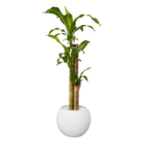 Dracaena Fragrans (Iron Tree) in Ceramic Pot (110cm)