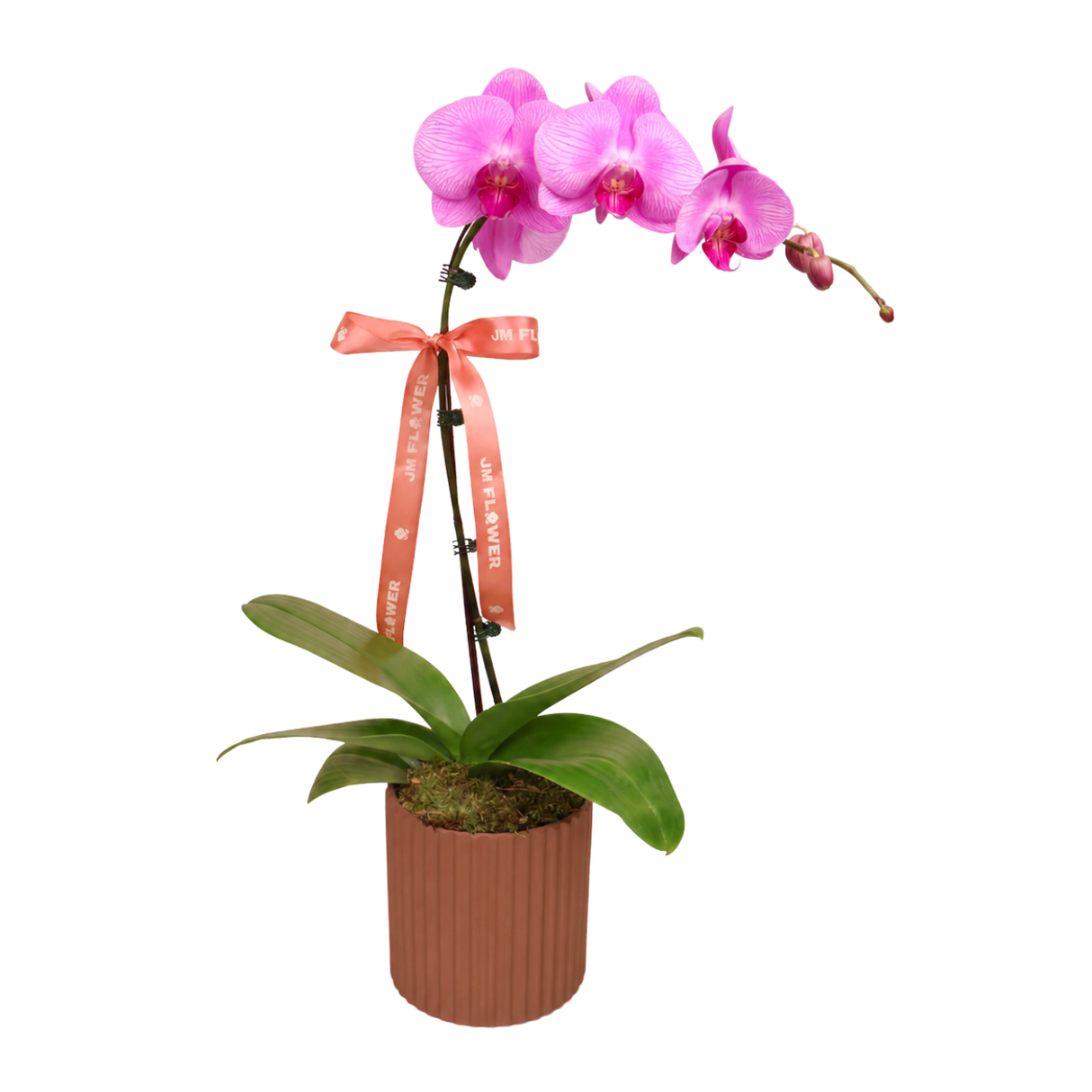 Grace Orchid (1 Single Stalk) - Orchid Phalaenopsis