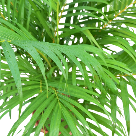 Areca palm (Yellow Palm)
