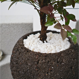 Heavenly Bamboo in Volcanic Rock Pot