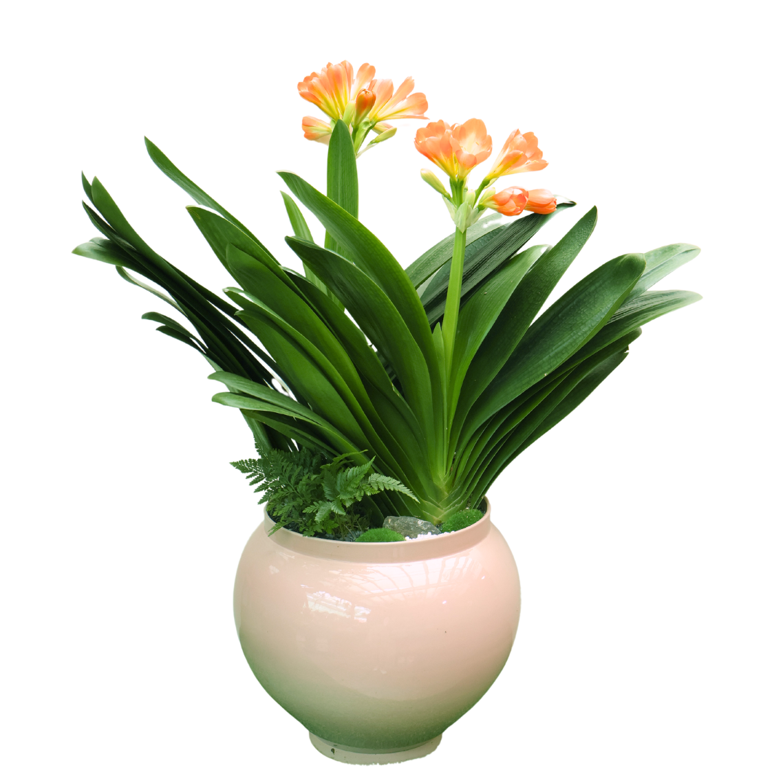 Clivia Miniata Double Head (Bush Lily 君子兰) in Festive Pot