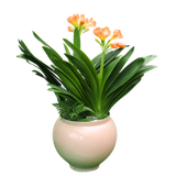 Clivia Miniata Double Head (Bush Lily 君子兰) in Festive Pot