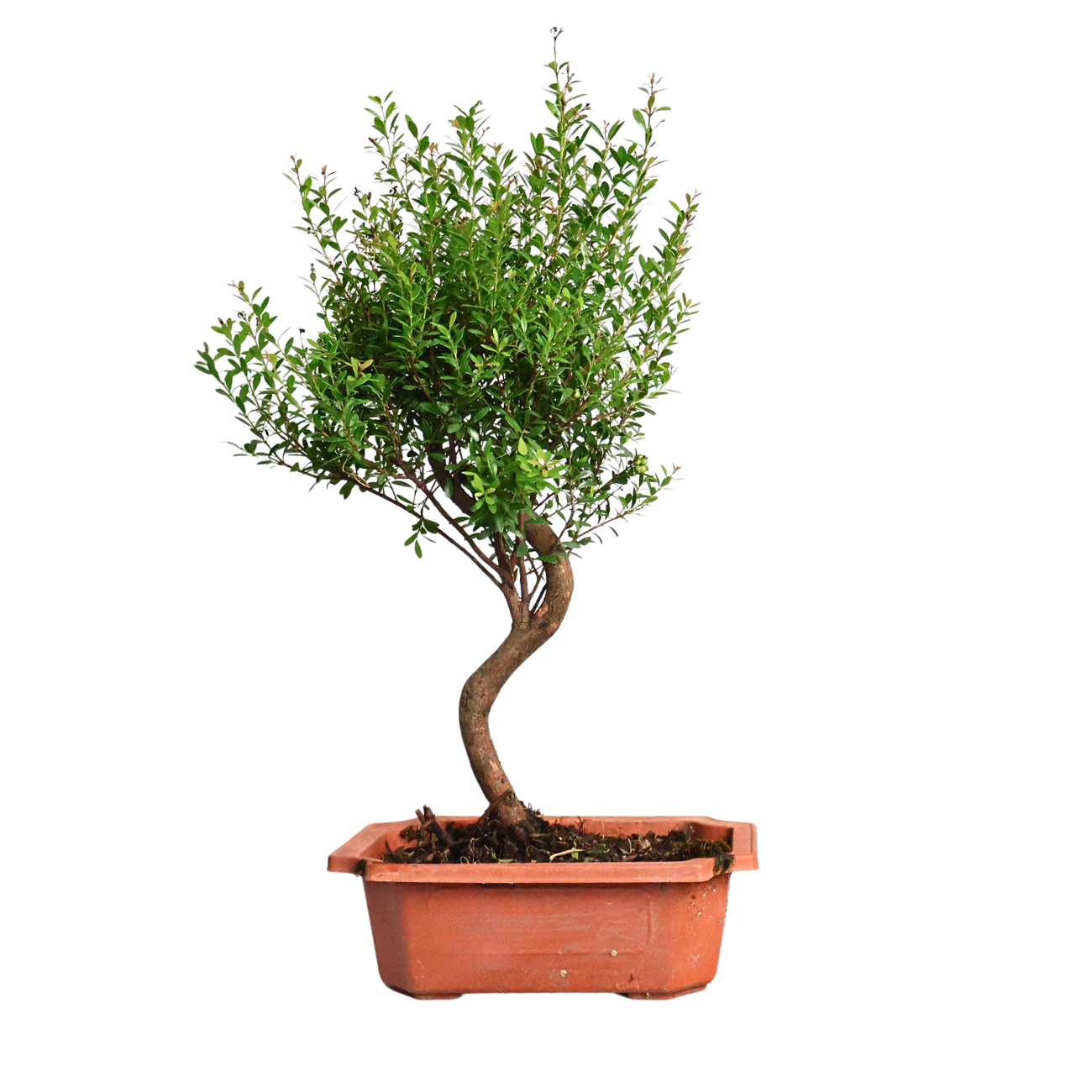 syzygium buxifolium indoor plant Syzygium Buxifolium Bonsai| JM Flower