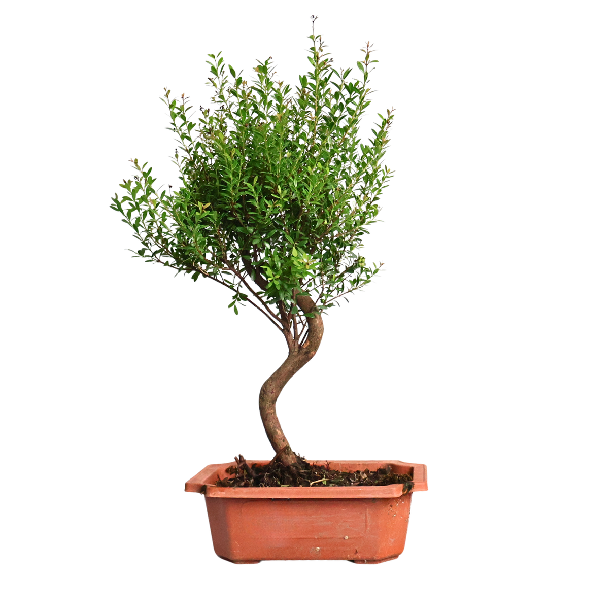 Syzygium Buxifolium Bonsai