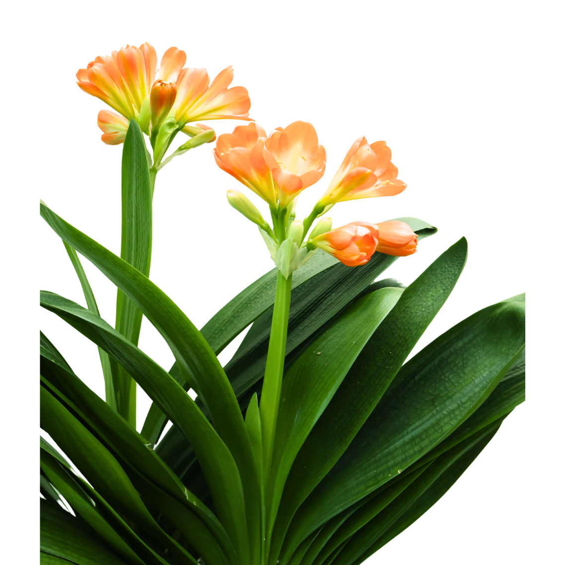 Clivia Miniata Double Head (Bush Lily 君子兰) in Festive Pot