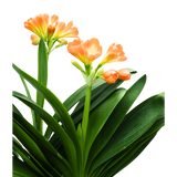 Clivia Miniata Double Head (Bush Lily 君子兰) in Festive Pot