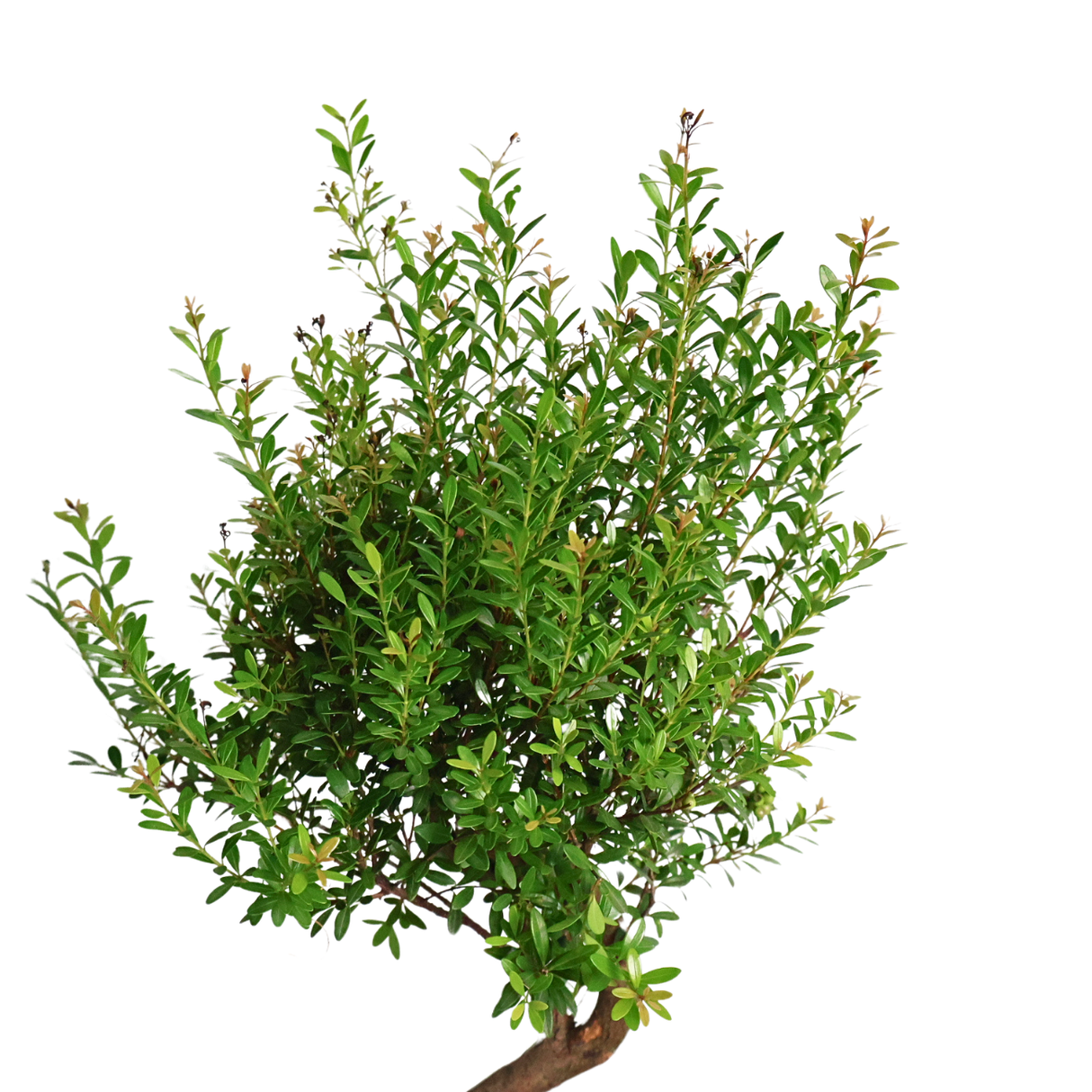 Syzygium Buxifolium Bonsai