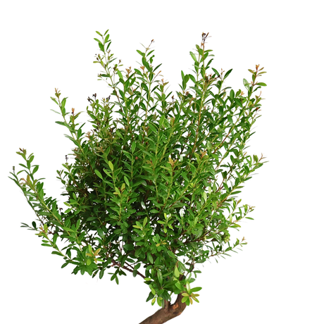 Syzygium Buxifolium Bonsai