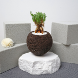 Africa Bonsai in Volcanic Rock Pot