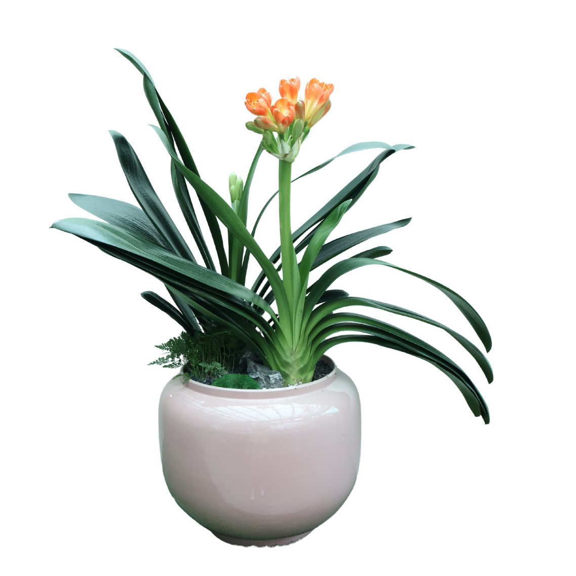 Clivia Miniata Double Head (Bush Lily 君子兰) in Festive Pot