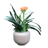 Clivia Miniata Double Head (Bush Lily 君子兰) in Festive Pot