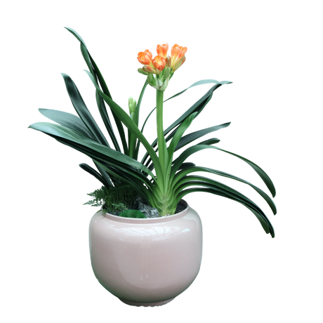 Clivia Miniata Double Head (Bush Lily 君子兰) in Festive Pot