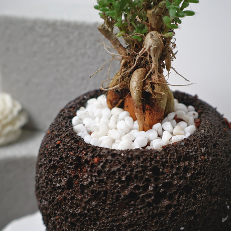 Africa Bonsai in Volcanic Rock Pot