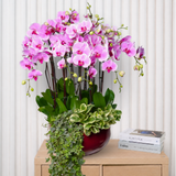 Orchid Elegance (12 Single Stem) - Orchid Phalaenopsis