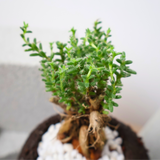 Africa Bonsai in Volcanic Rock Pot