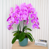 Heavenly Garden (3 Single Stem) - Orchid Phalaenopsis