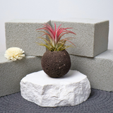 Mini Air Plant in Volcanic Rock Pot