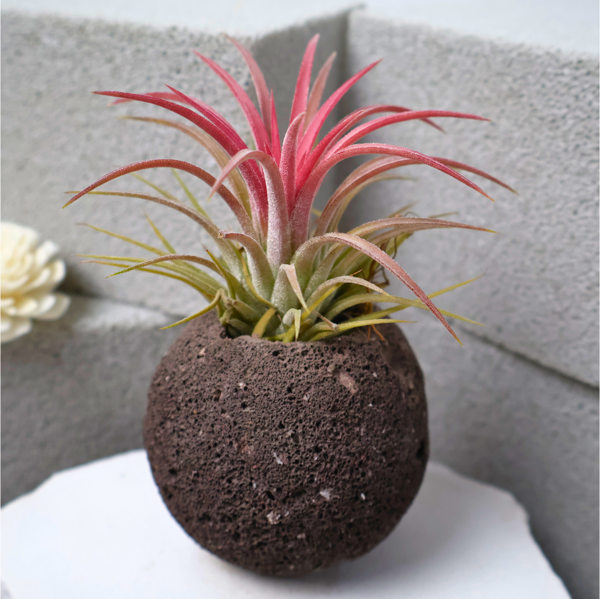 Mini Air Plant in Volcanic Rock Pot