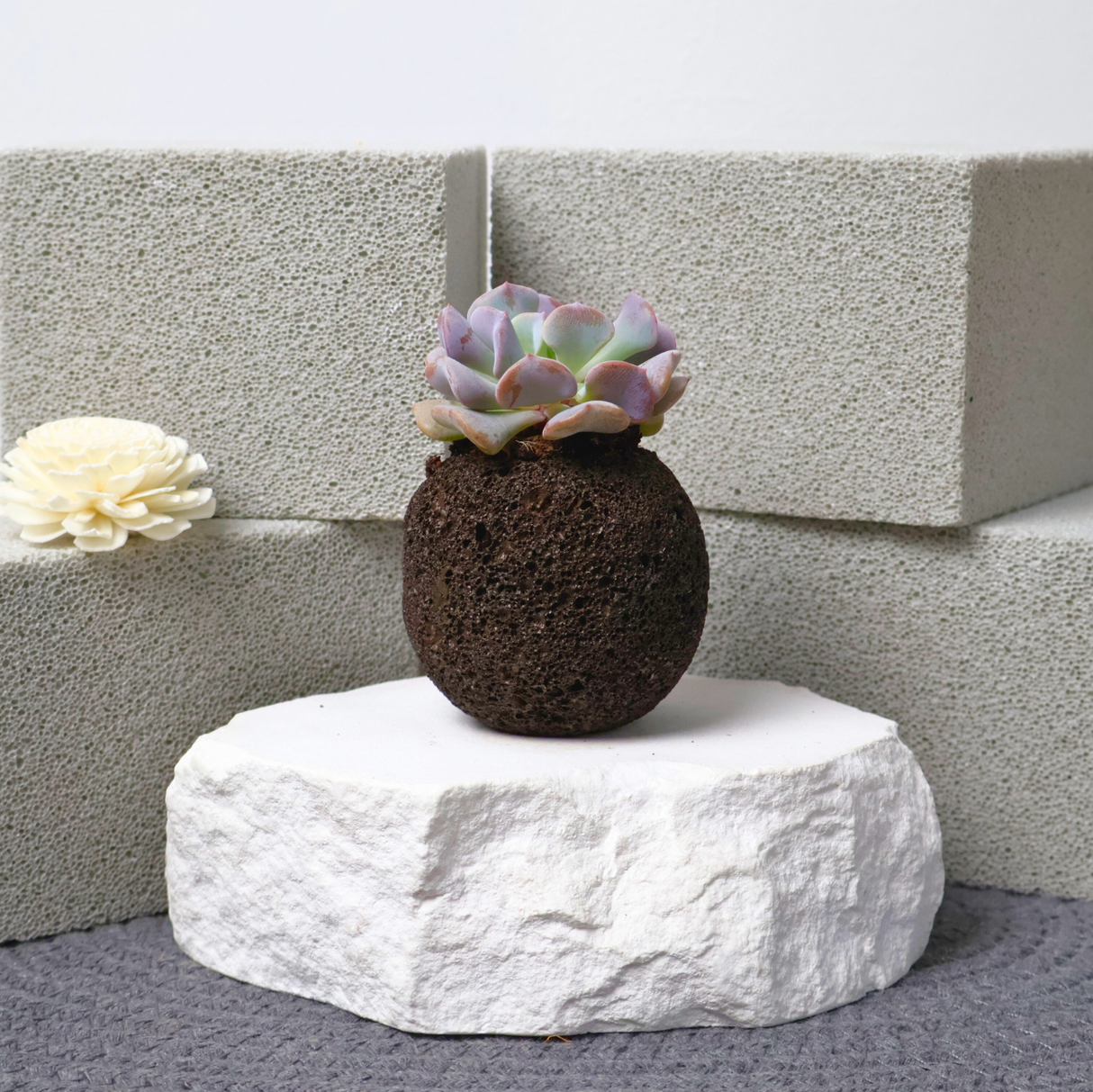 Mini Succulent in Volcanic Rock Pot