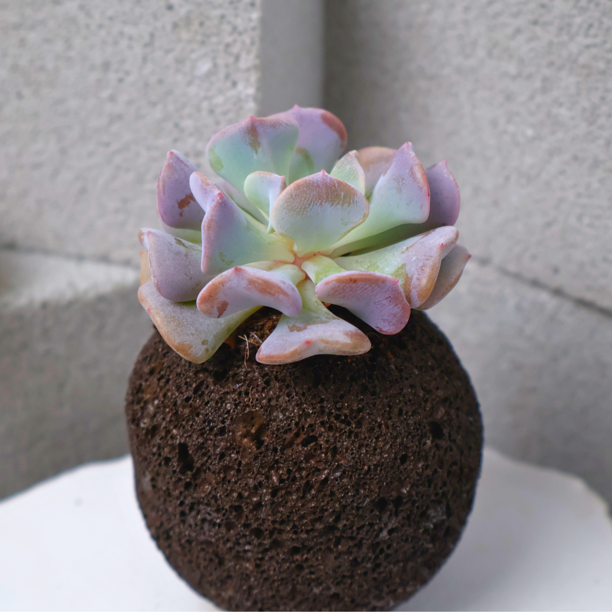 Mini Succulent in Volcanic Rock Pot