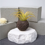 Mini Air Plant in Volcanic Rock Pot