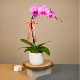 Grace Orchid (1 Single Stalk) - Orchid Phalaenopsis