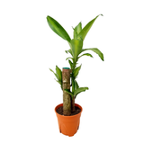 Dracaena Fragrans (Iron Tree)