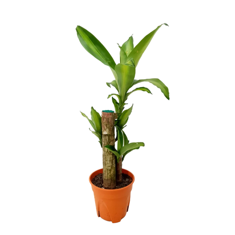 Dracaena Fragrans (Iron Tree)