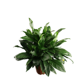 Spathiphyllum (Peace Lily)