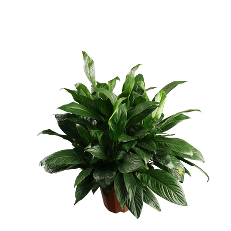 Spathiphyllum (Peace Lily)