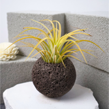 Mini Air Plant in Volcanic Rock Pot