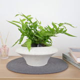 Golden Zebra Fern in Ceramic Pot