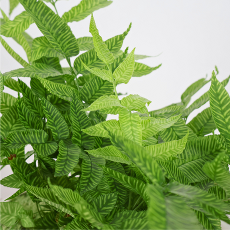 Golden Zebra Fern in Ceramic Pot