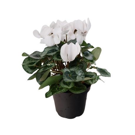 Cyclamen