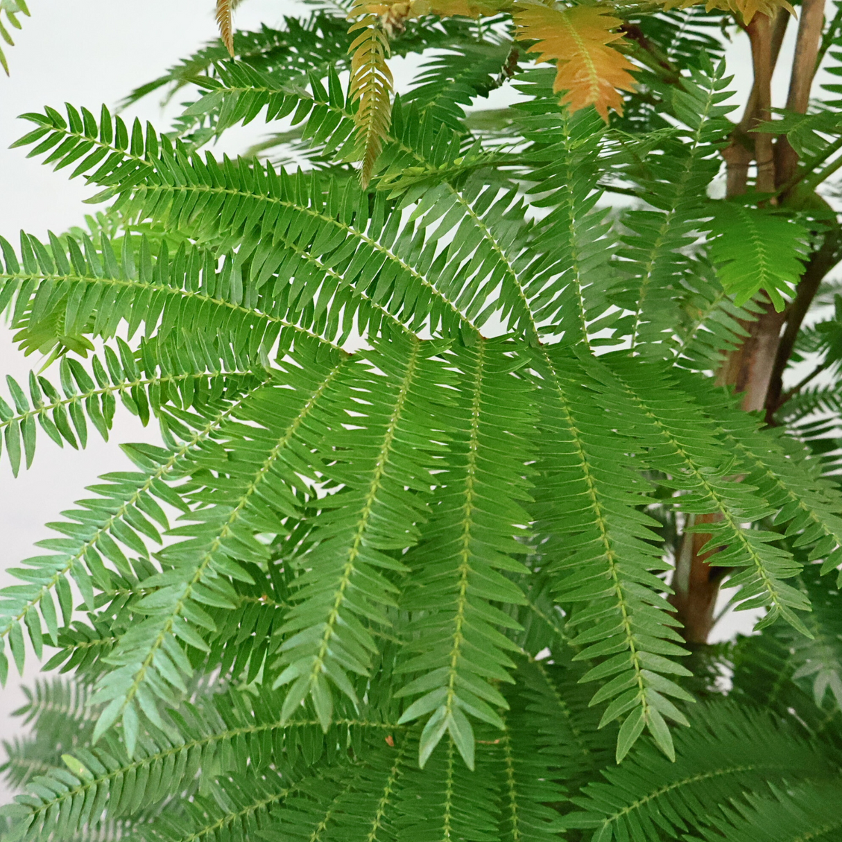 EverFresh Tree 小豆樹 (Local)