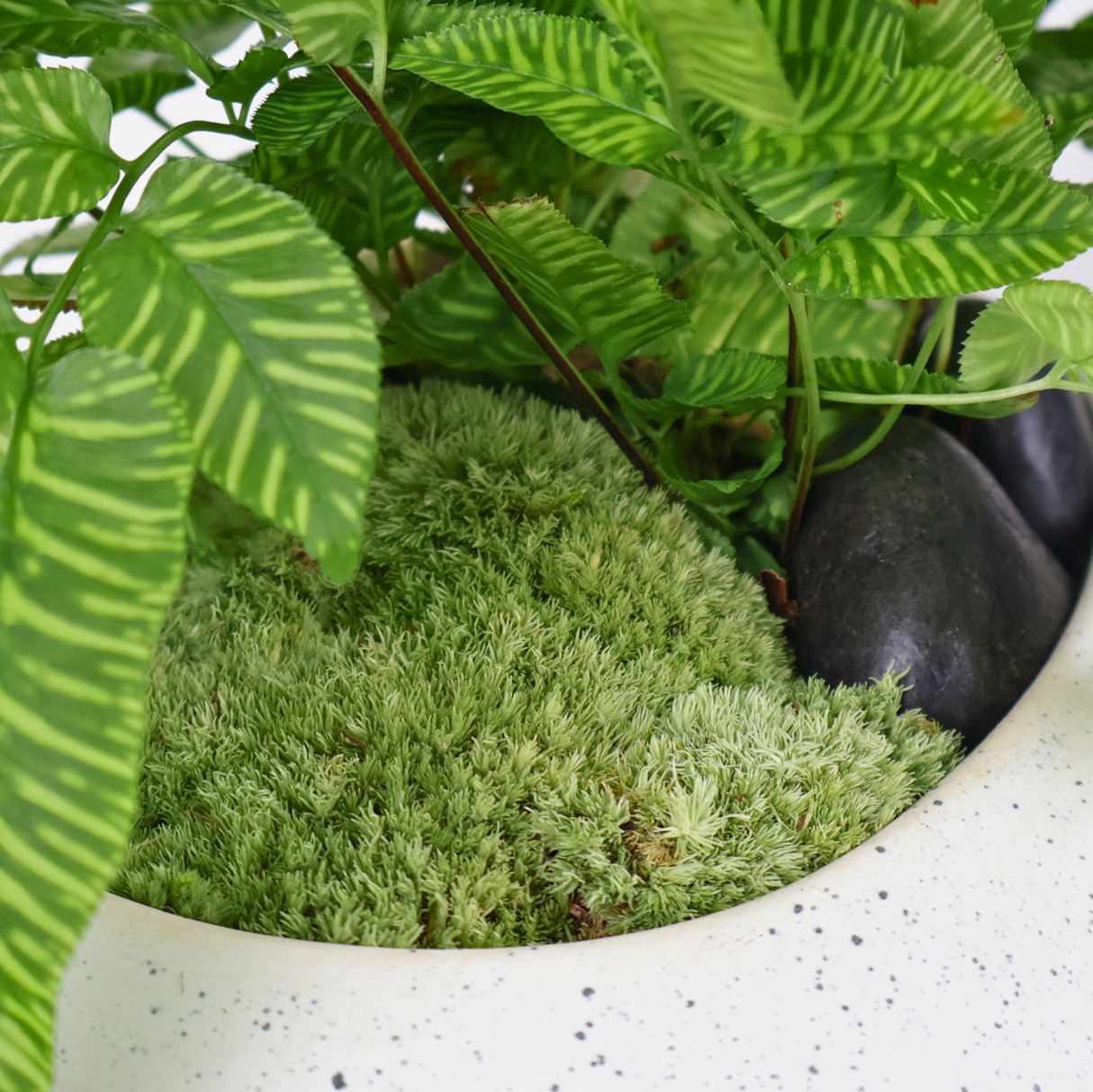 Golden Zebra Fern in Ceramic Pot