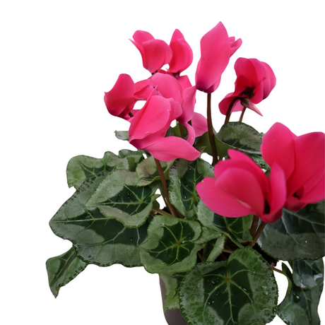 Cyclamen