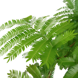 EverFresh Tree 小豆樹 (Local)