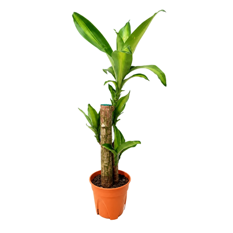 Dracaena Fragrans (Iron Tree)
