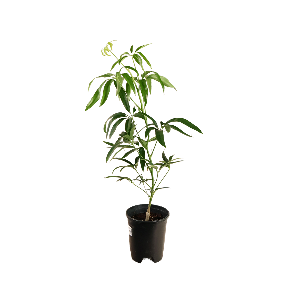 Heptapleurum (Elliptic-Leaved Schefflera)