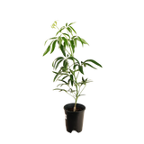 Heptapleurum (Elliptic-Leaved Schefflera)