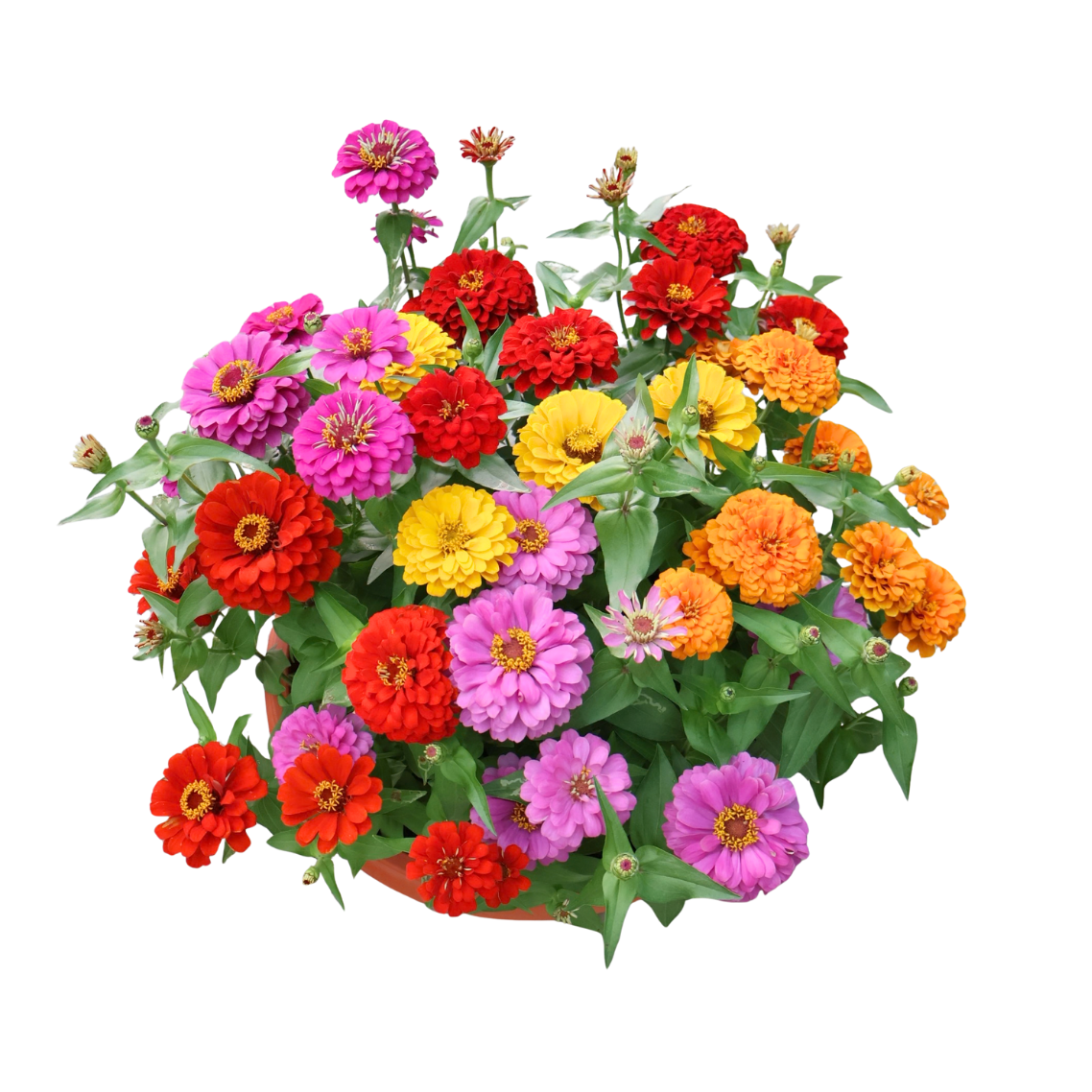 Zinnia Bowl (百日菊)