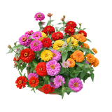 Zinnia Bowl (百日菊)