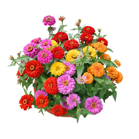 Zinnia Bowl (百日菊)