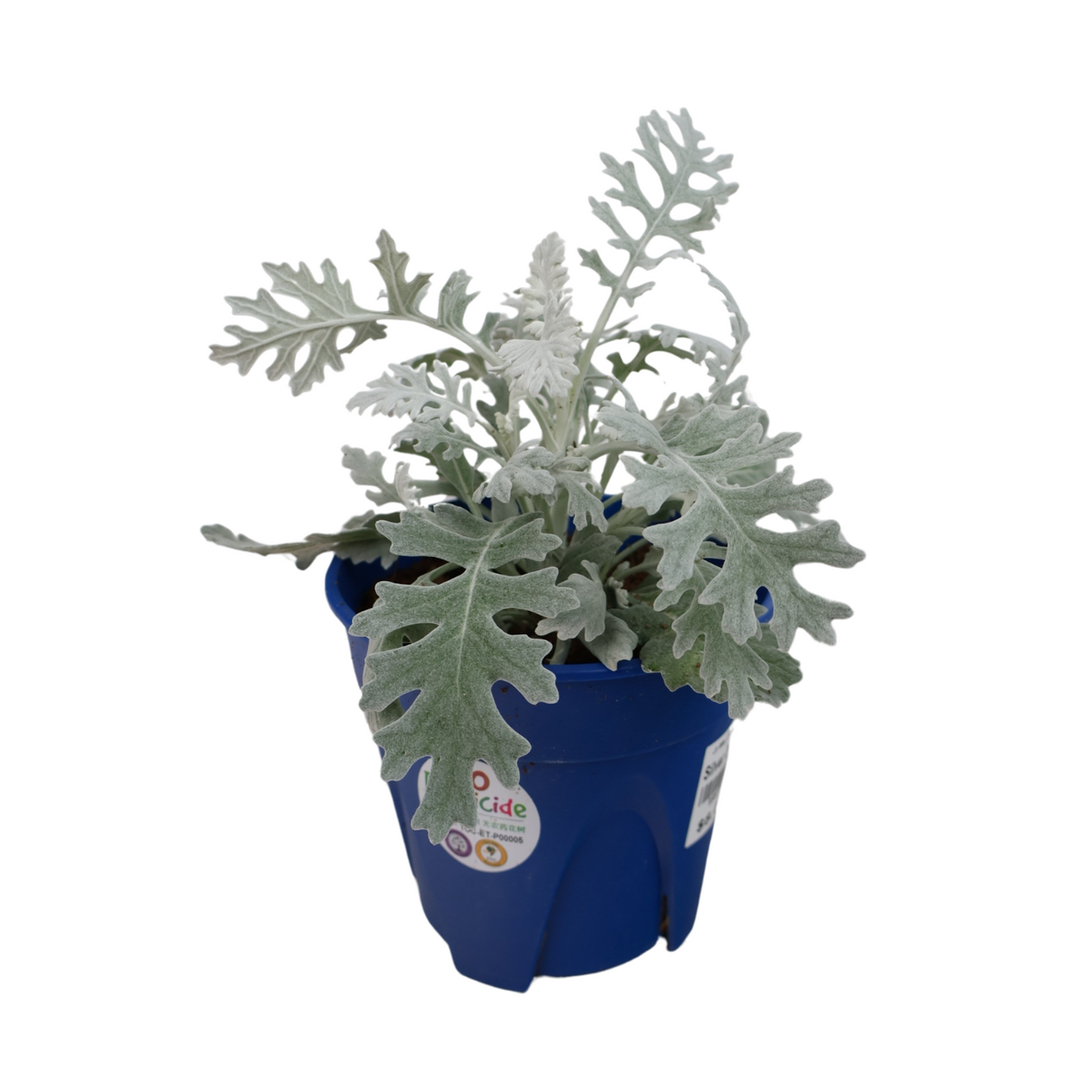 Silver Dust (Dusty miller)