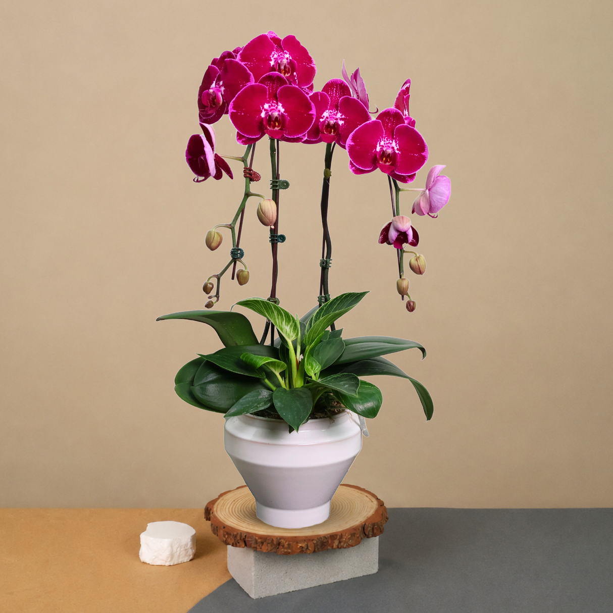 Orchid Dream (2 Single Stem) - Orchid Phalaenopsis
