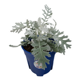 Silver Dust (Dusty miller)