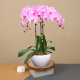 Orchid Dawn (3 Single Stem) - Orchid Phalaenopsis