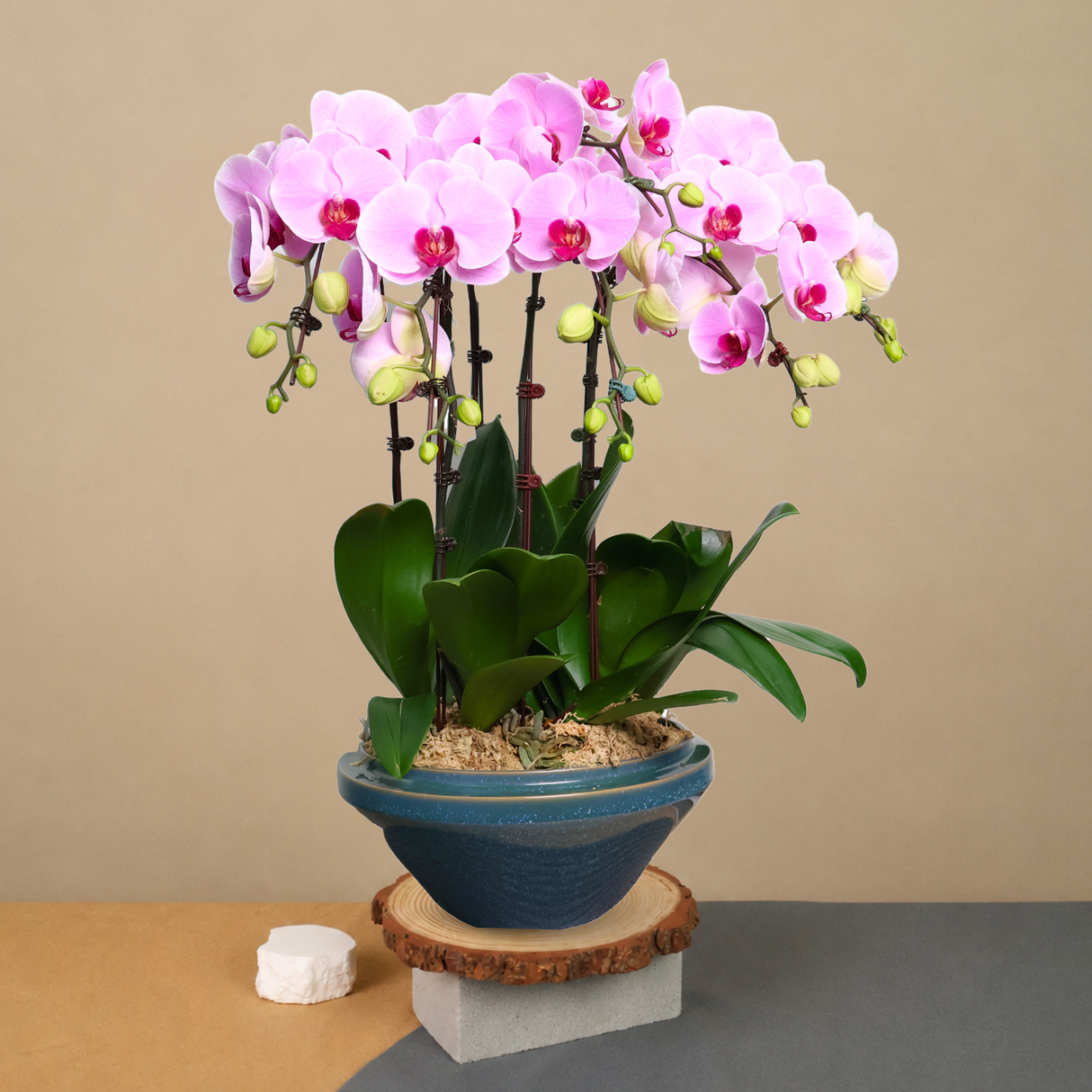 Orchid Amour (6 Single Stem) - Orchid Phalaenopsis